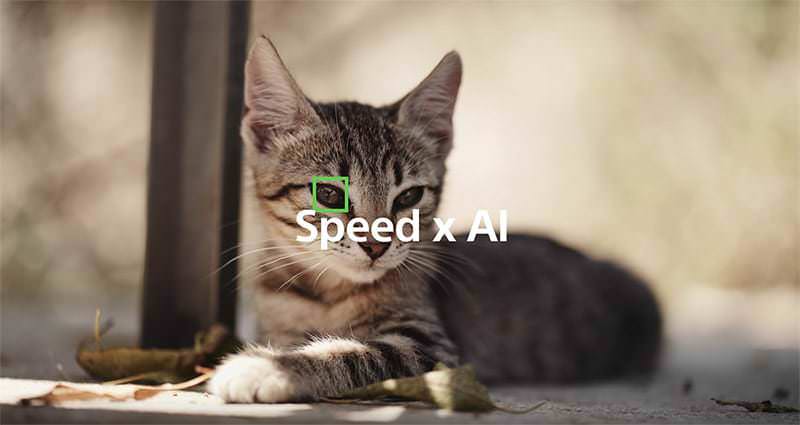 Sony animal eye af cat 800px